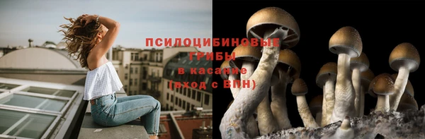 крисы Корсаков